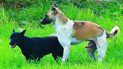 dog dog mating|dogs mating dogs very hard.